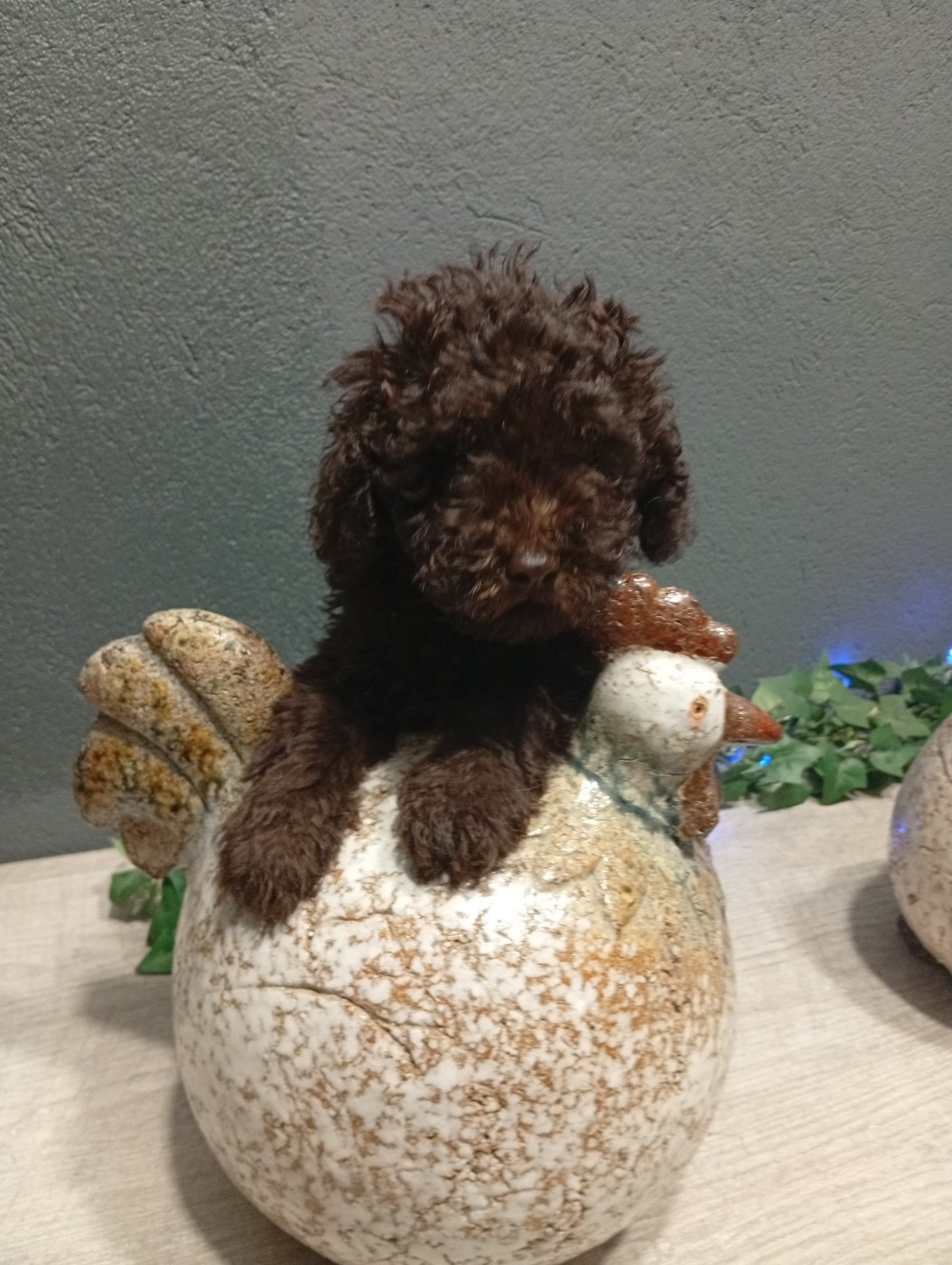 1 garçon nain marron disponible a partir du 20 novembre