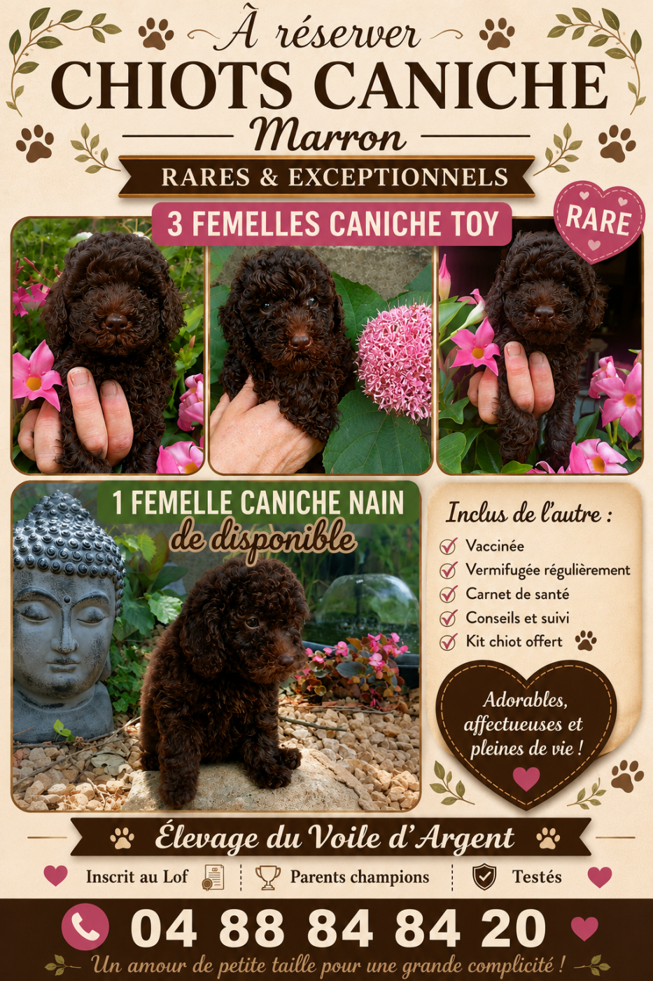 bébé caniche femelles nain disponible et toy marron a reserver