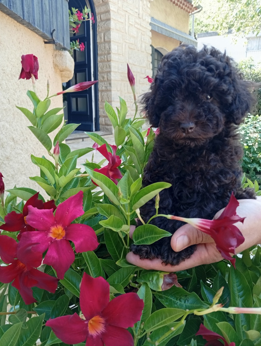 bébé caniche femelles toy disponible et toy petite nain marron a reserver