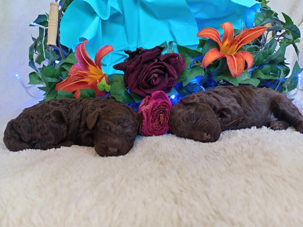 Chiots bientôt disponible nain marron 
