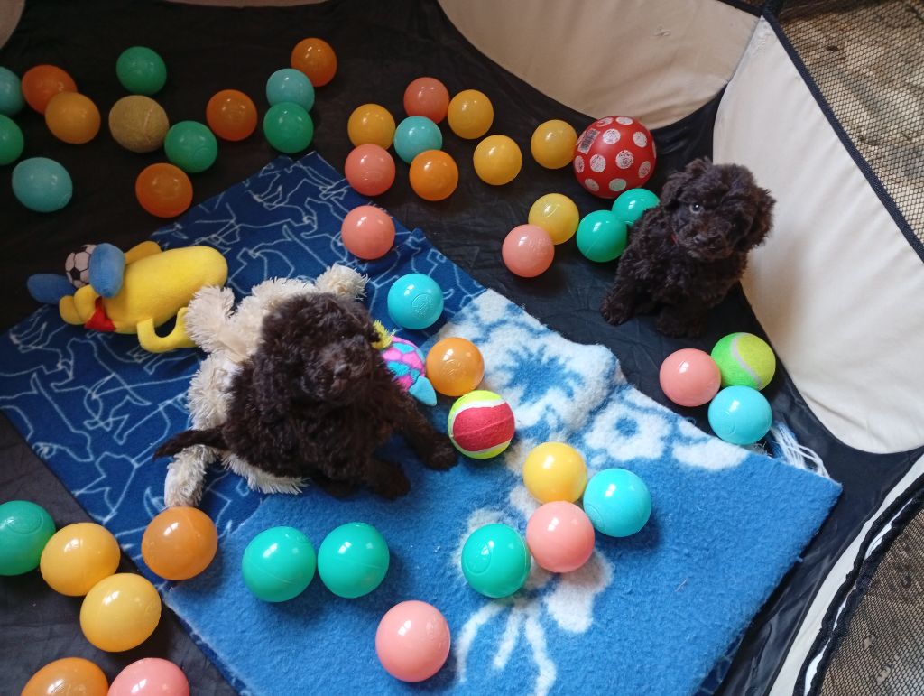 2 garçon nain marron disponible a partir du 20 novembre 