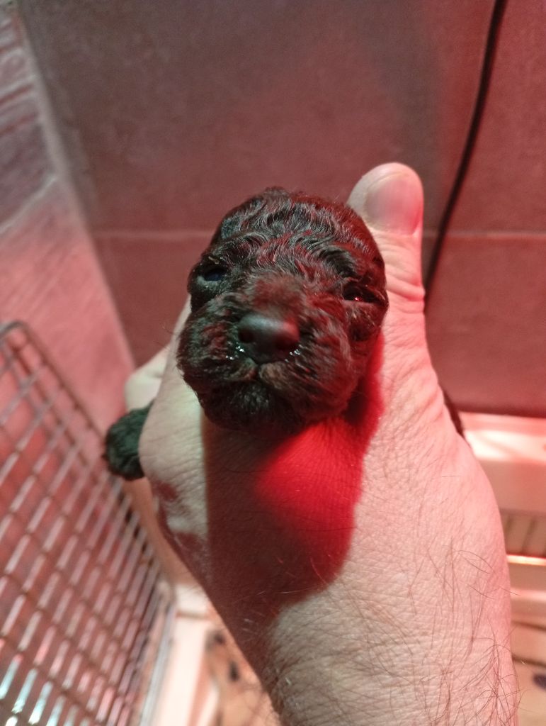 du voile d'argent - Chiots disponibles - Caniche