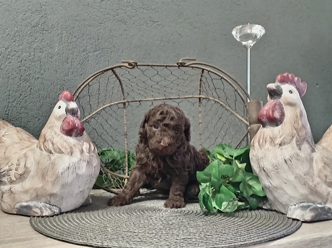 du voile d'argent - Chiots disponibles - Caniche