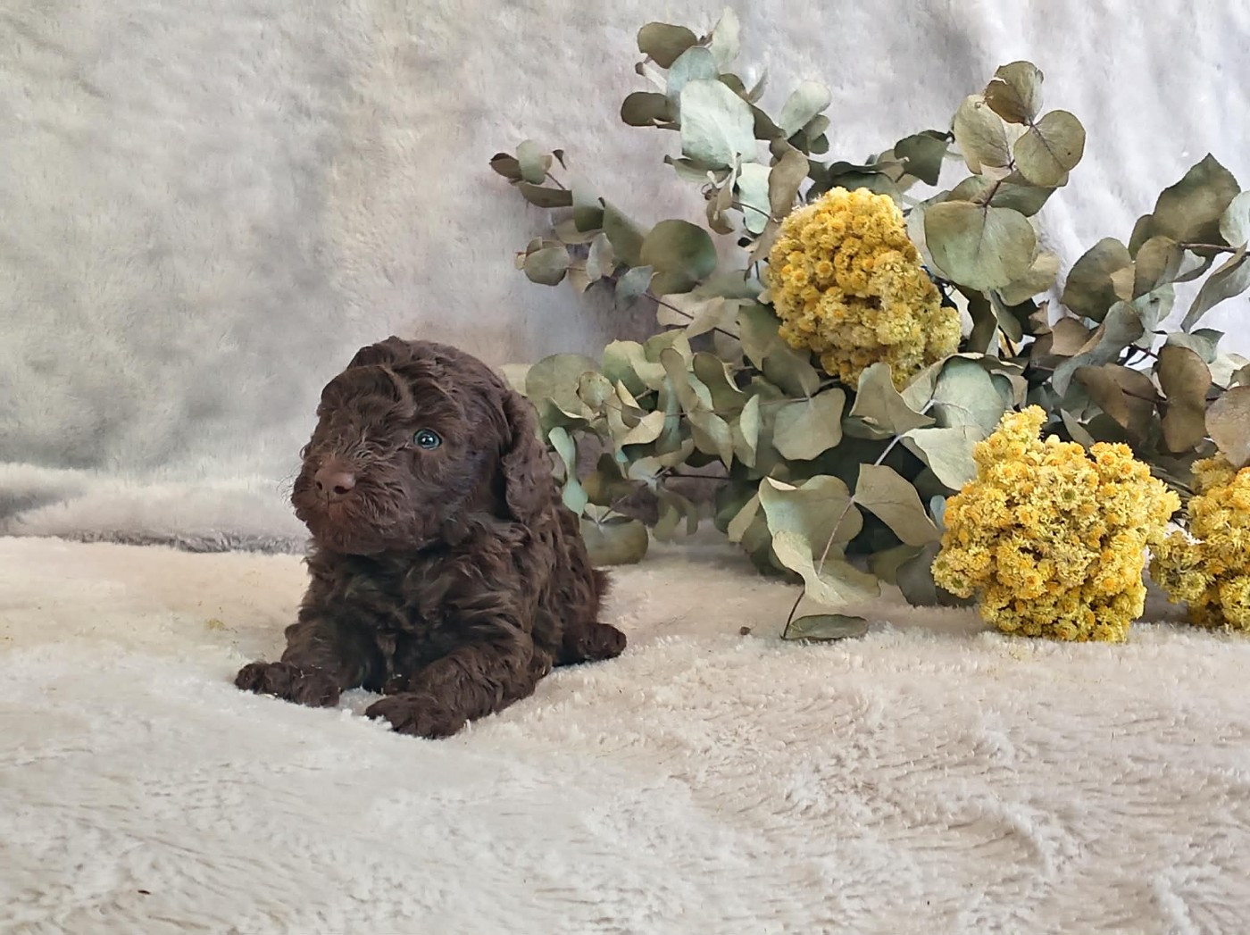 du voile d'argent - Chiots disponibles - Caniche