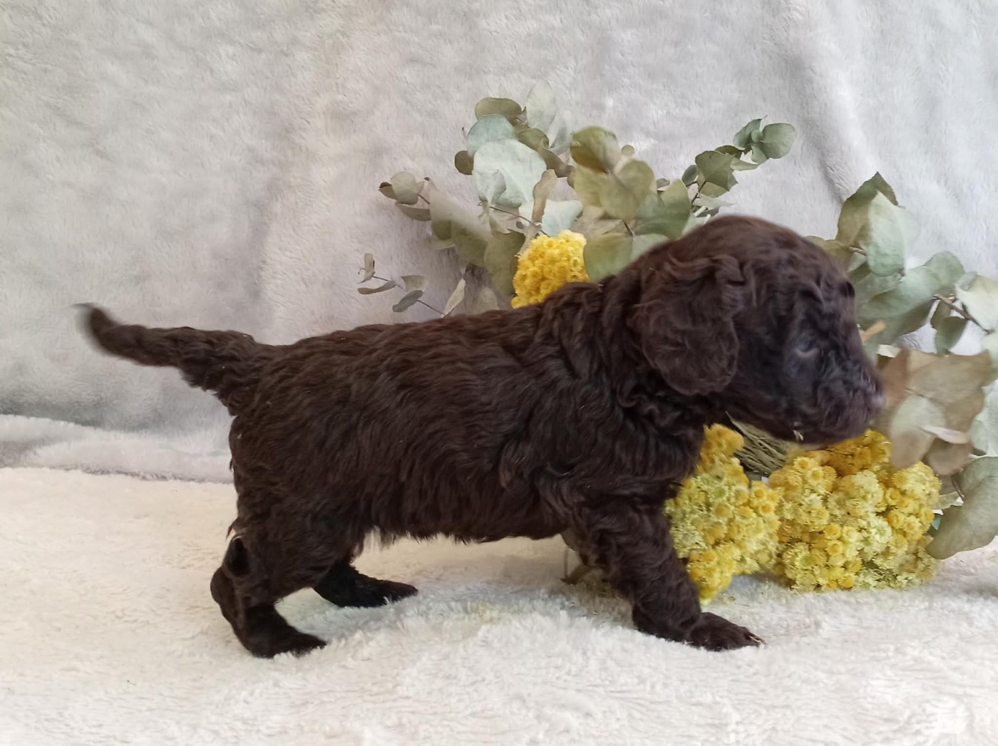 du voile d'argent - Chiots disponibles - Caniche