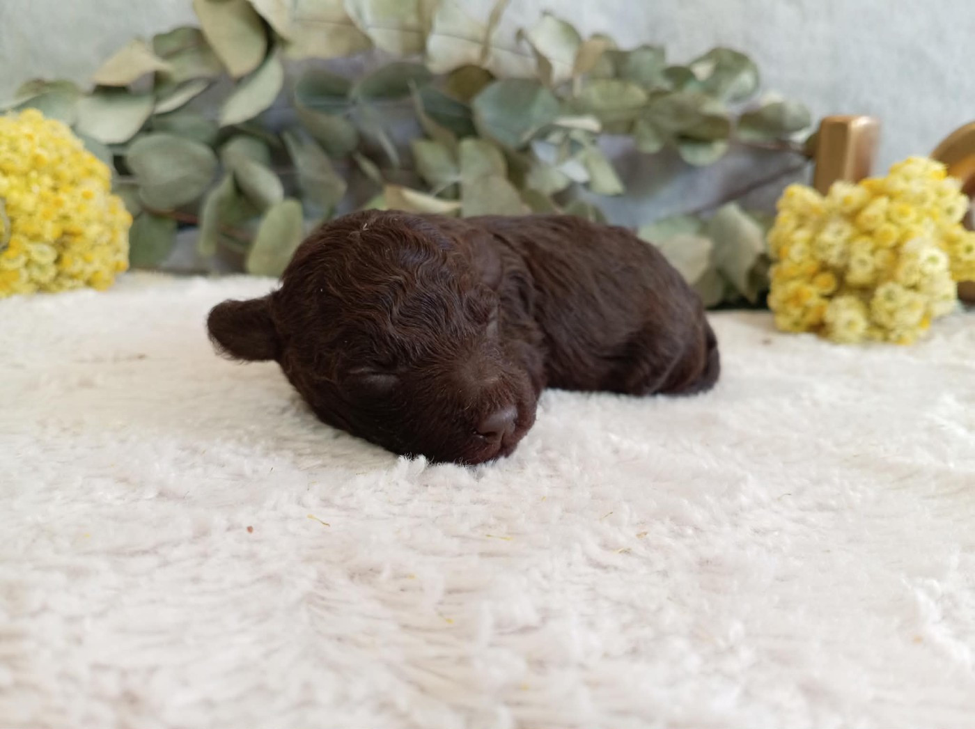 du voile d'argent - Chiots disponibles - Caniche