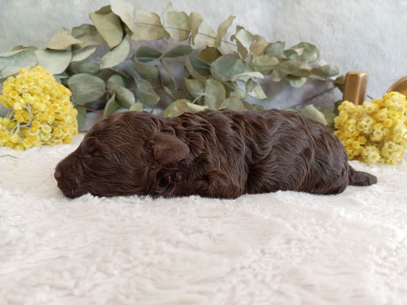 du voile d'argent - Chiots disponibles - Caniche