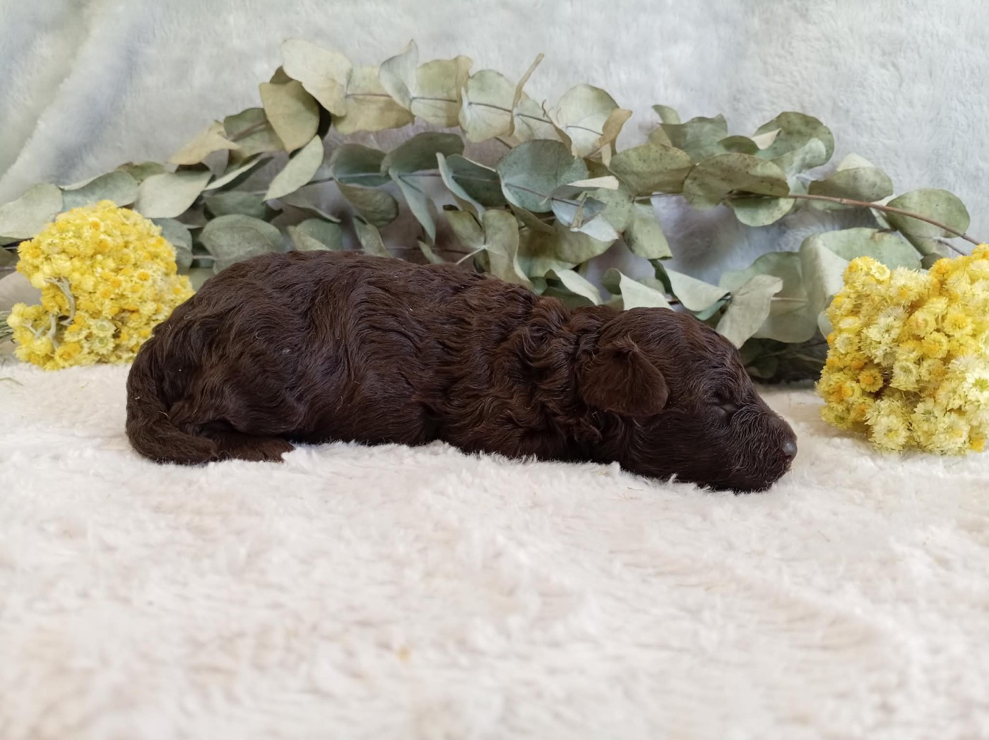 du voile d'argent - Chiots disponibles - Caniche