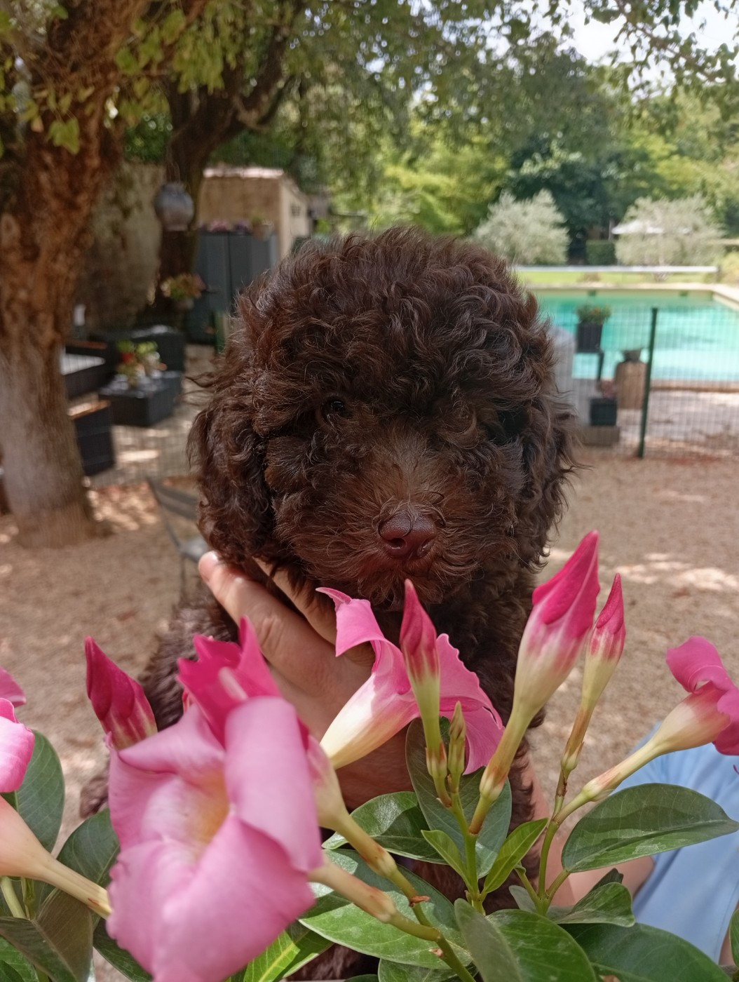 du voile d'argent - Chiots disponibles - Caniche