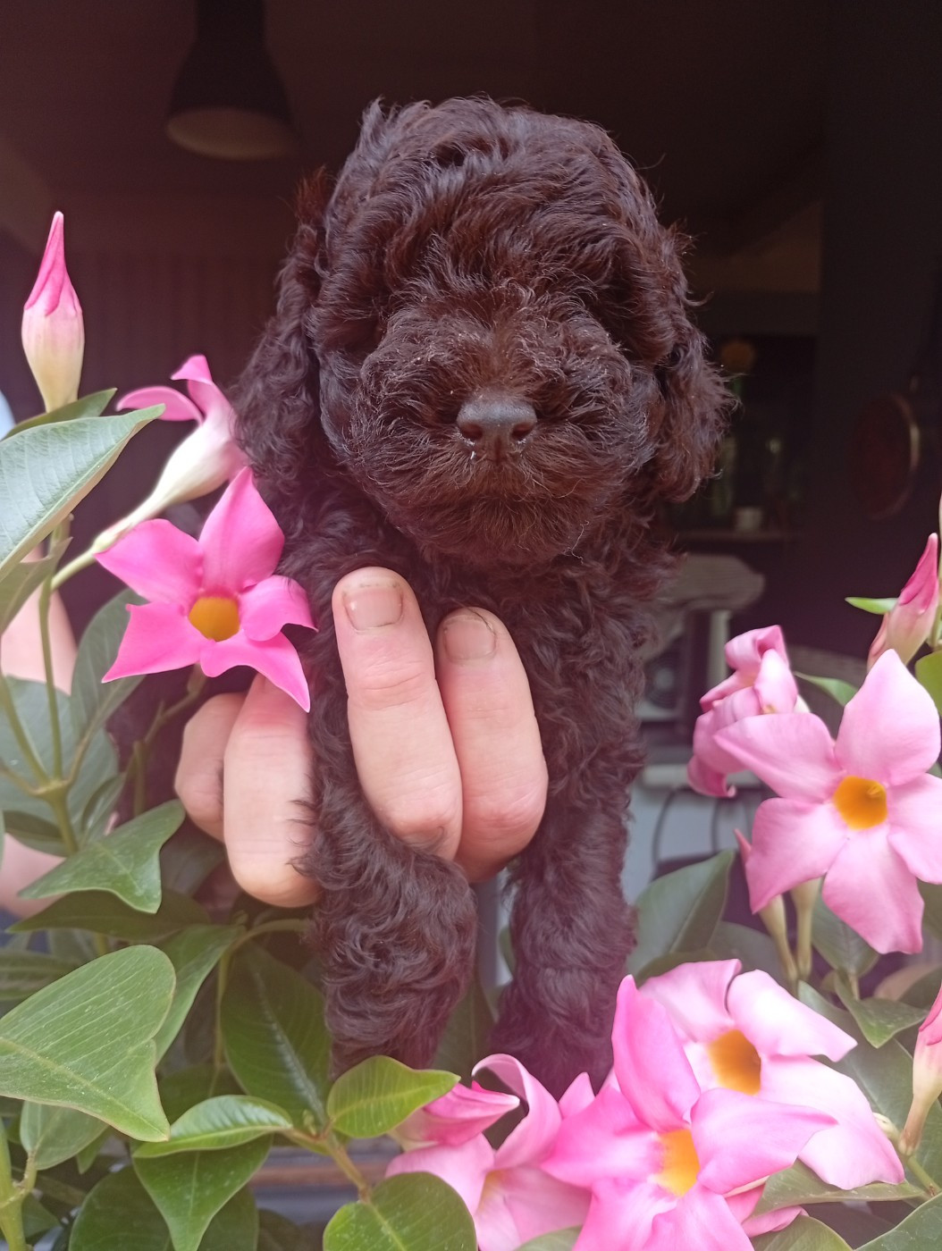 du voile d'argent - Chiots disponibles - Caniche