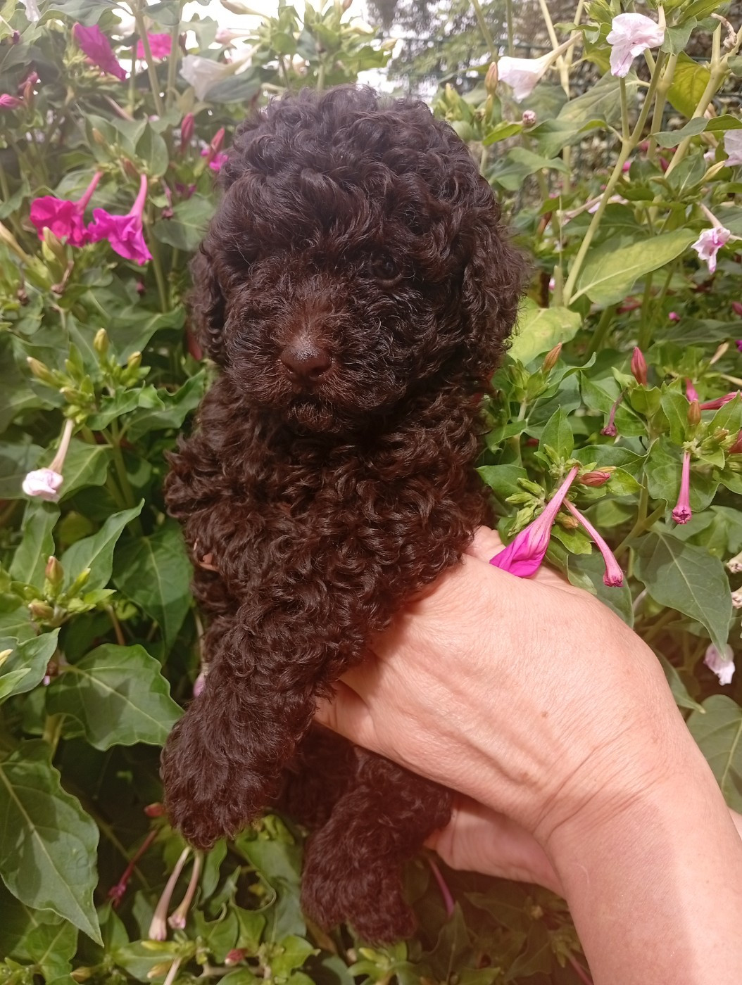 du voile d'argent - Chiots disponibles - Caniche