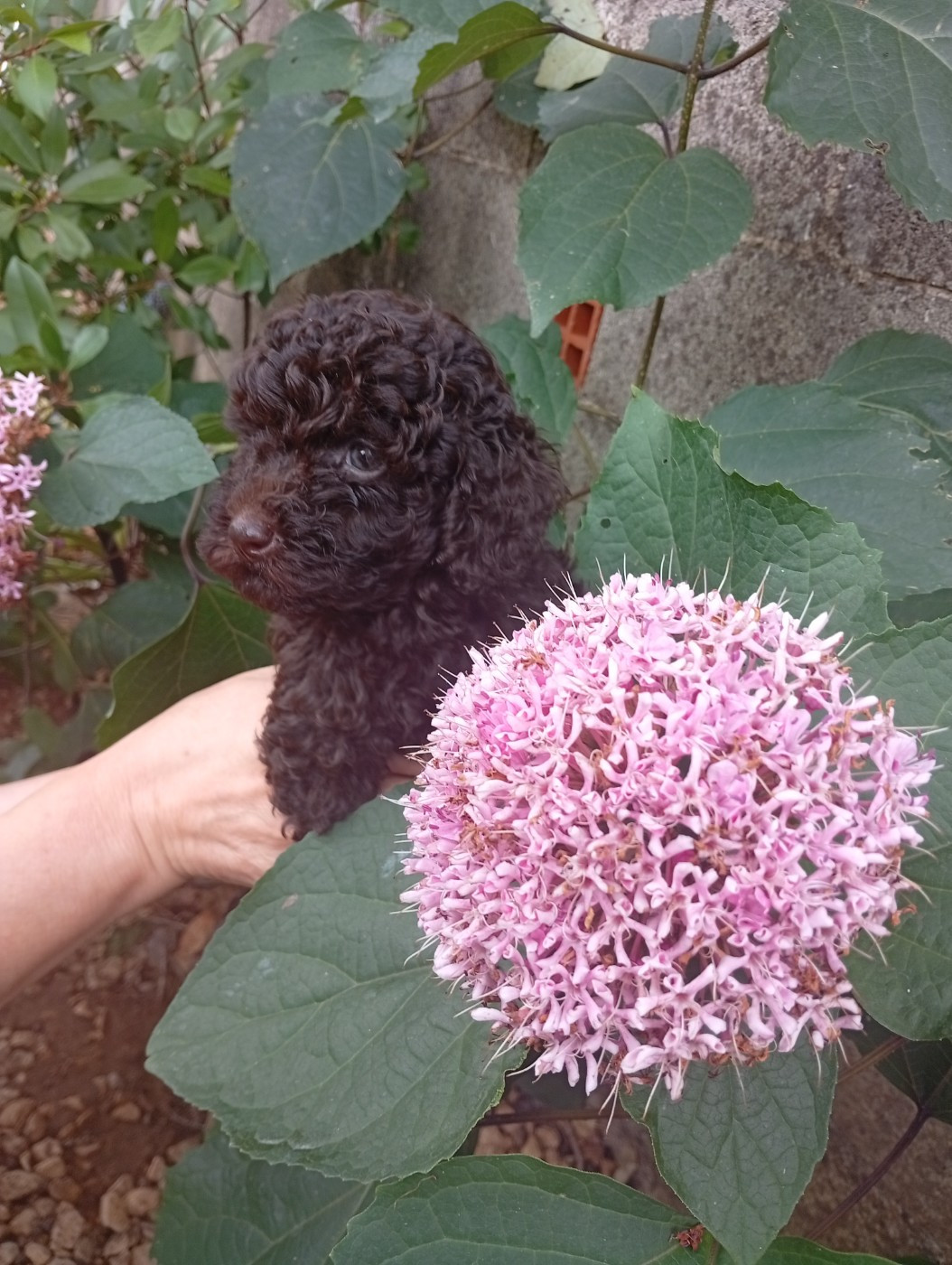 du voile d'argent - Chiots disponibles - Caniche
