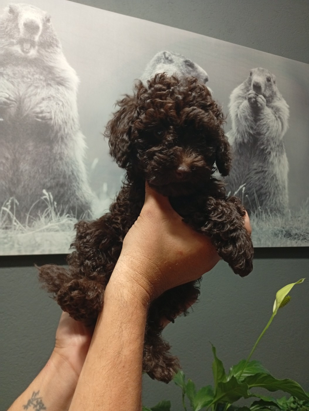 du voile d'argent - Chiots disponibles - Caniche