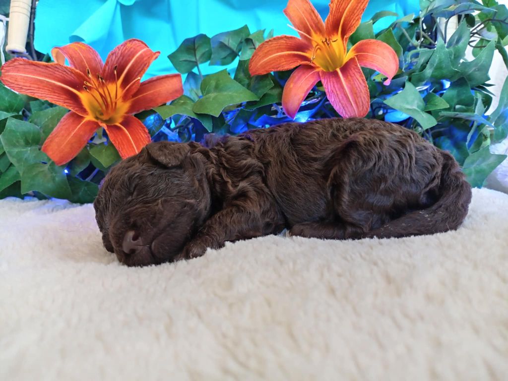 du voile d'argent - Chiots disponibles - Caniche