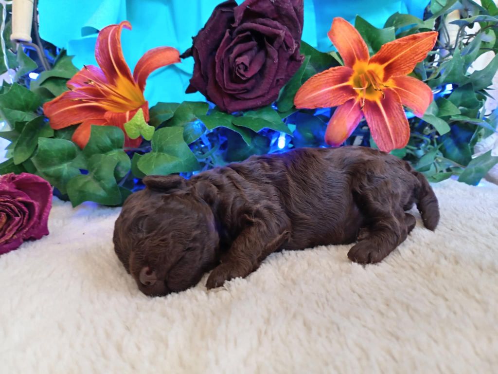 du voile d'argent - Chiots disponibles - Caniche