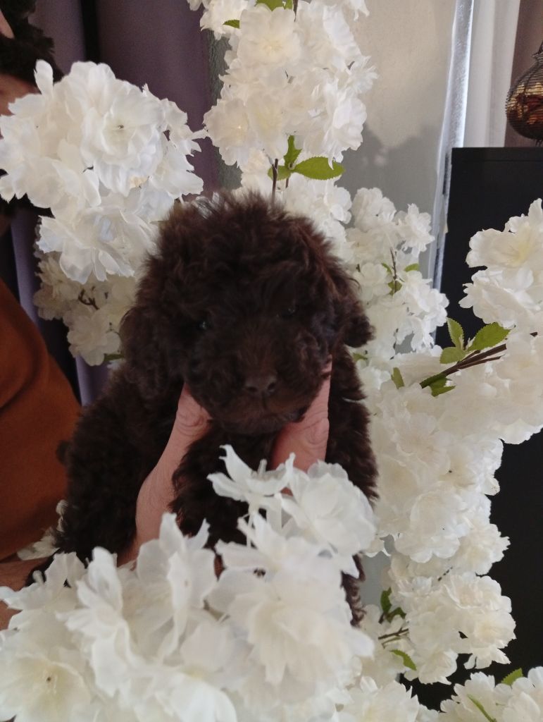 du voile d'argent - Chiots disponibles - Caniche