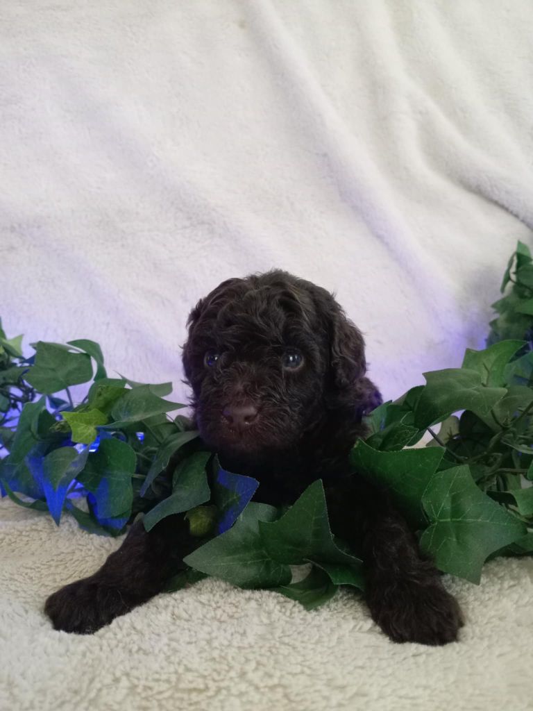 du voile d'argent - Chiots disponibles - Caniche